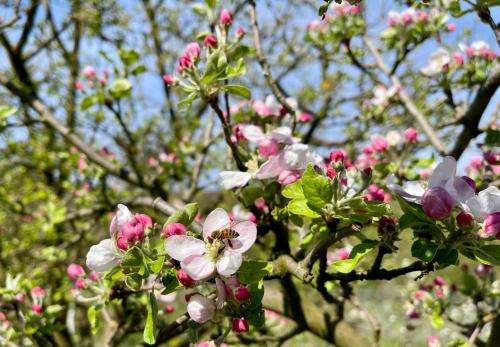 a bee is sitting on a tree with pink flowers at Grandpa's House in Hateg in Haţeg
