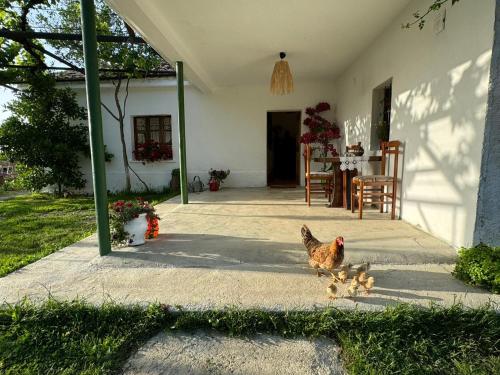 a chicken and two chicks walking on a patio at Guesthouse Vitoria - Mrizi i Zanave in Fishtë