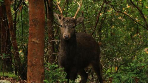 Tiere im Hotel oder in der Nähe