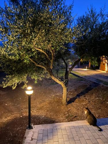 Φωτογραφία από το άλμπουμ του Askalosia villa στον Άγιο Γεώργιο