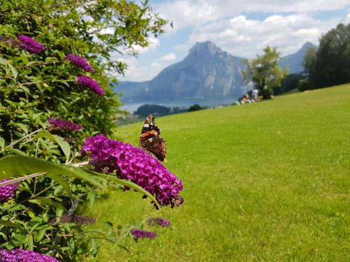a butterfly sitting on top of purple flowers in a field at Ferienwohnung Attwengerhof in Traunkirchen