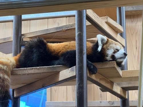 a red panda bear sleeping on a wooden platform at Vessel Inn Sakae Station in Nagoya