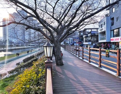 a tree on a boardwalk with a street light at Torry House in Busan