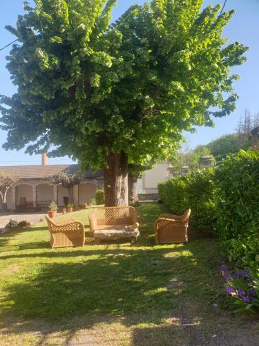 a group of chairs under a tree in a yard at L'école buissonnière in Laroque-dʼOlmes