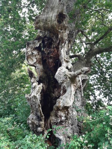 a close up of the trunk of a tree at Tor View Getaway in Glastonbury in Glastonbury