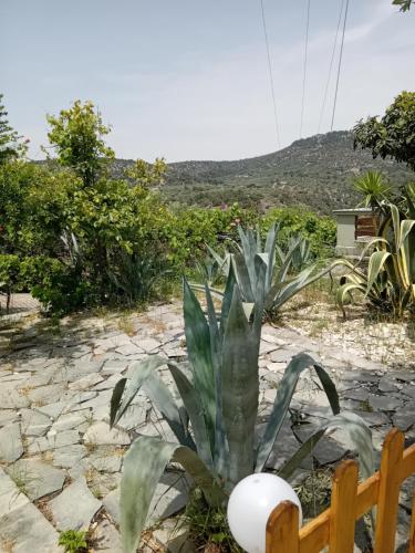 una planta en un patio con una valla en Giola aparments and studios 2 en Astris