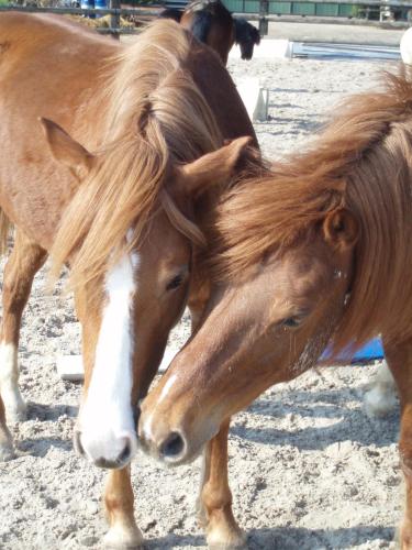 Gîte du manège - Domainepona