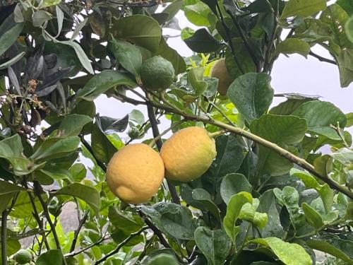 a bunch of lemons growing on a tree at Villino Anna e Pippino in Calatafimi