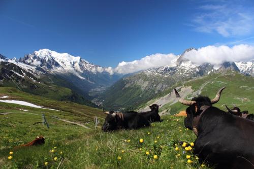 un grupo de vacas yaciendo en un campo con montañas en Le calme, le confort, la nature, skis aux pieds, à 15 kilomètres de Chamonix, en Vallorcine