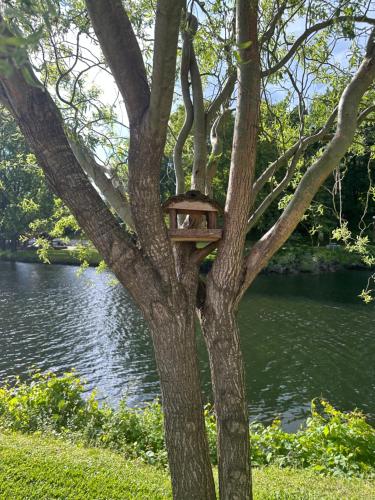 una casa de pájaros en un árbol junto a un río en NATURE e SPA AL - Termas Saúde e Beleza, Totalmente Renovado - Piscinas Municipais em frente - Epoca Julho a Setembro en São Pedro do Sul