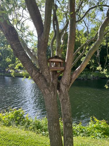 una casetta per gli uccelli su un albero vicino a un fiume di NATURE e SPA AL - Termas Saúde e Beleza, Totalmente Renovado - Piscinas Municipais em frente - Epoca Julho a Setembro a São Pedro do Sul