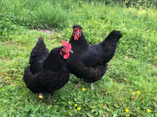 two black chickens are standing in the grass at Le gîte aux ânes du Sancerrois in Menetou-Râtel