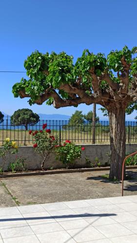 Fotografie z fotogalerie ubytování Nafpaktos The country home v destinaci Kolovaíika
