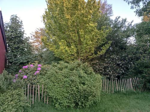 a garden with pink flowers and a fence at Ediths Haus in Rhauderfehn