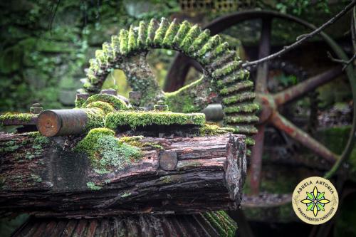a green plant growing on top of a piece of wood at AT la abuela Antonia- Ca Pablo in Torre de Don Miguel