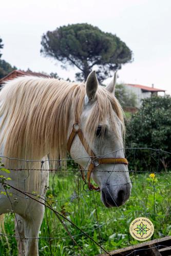 a white horse standing next to a fence at AT la Abuela Antonia-El Gurugú in Torre de Don Miguel