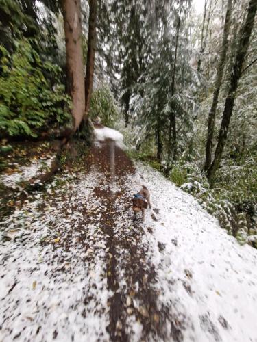 a dog walking down a snow covered path in a forest at Studio Le Carnotzet Tchiko minimum 2 nights Special weekly and monthly prices in Savièse