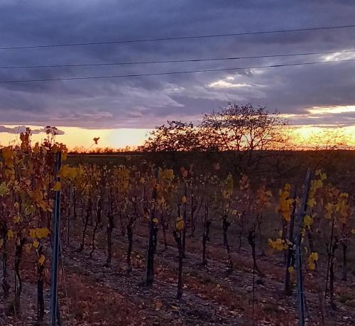 a bunch of trees in a field at sunset at Winzerhof Fleischmann in Kleinhöflein