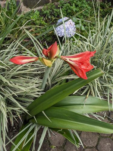 two red flowers are growing in the grass at Cozy apartment in Ruhengeri