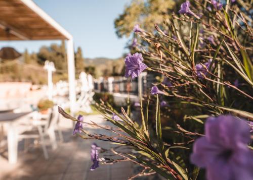 a plant with purple flowers in front of a patio at Dominoes Corfu in Ýpsos