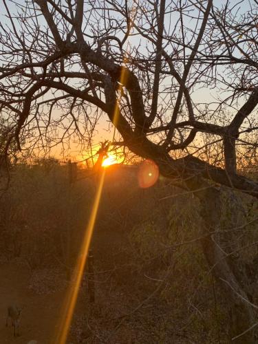 a sunset behind a tree with the sun shining through it at Rooibos Luxury Bush Cottage in Hoedspruit