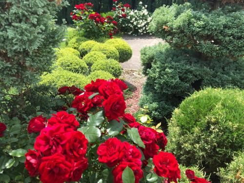 a garden filled with red flowers and green bushes at Apartment Vila MM Srce in Vrdnik