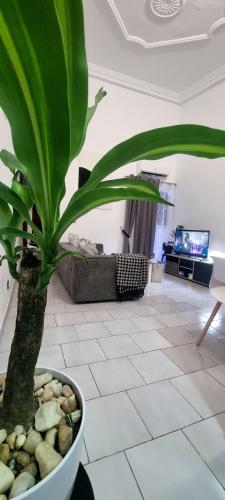 a green plant in a pot in a living room at Résidences C-Irène Angré in Abidjan