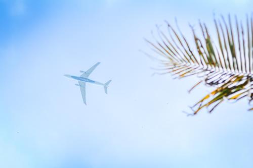 a plane flying in the sky over a pine tree at Chimney House by Serendia in Makandura