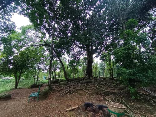 two dogs laying in front of a tree with its roots at Benjamin homestay in Mawlynnong
