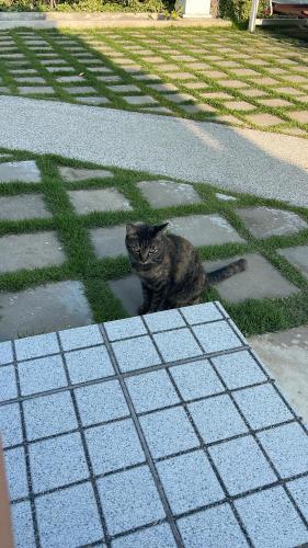 a cat sitting on the grass on a sidewalk at Pailin Pool Villa,HuaHin in Hua Hin