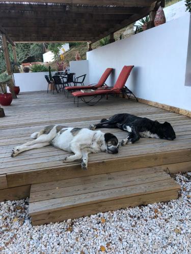 two dogs laying on a wooden deck at Finca Altozano - Private pool - Unique client in Valle de Abdalagís