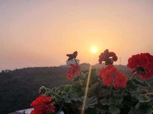 una maceta de flores rojas con la puesta de sol en el fondo en Selami Sea View Apartments, en Lukovë