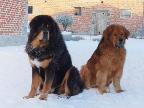 two dogs sitting next to each other in the snow at La Ferme Décroué in Saint-Waast-la-Vallée