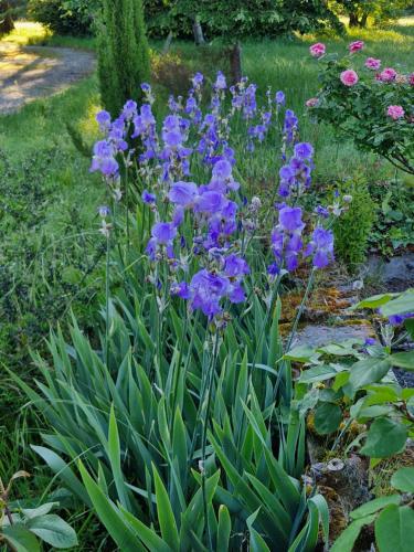 a bunch of purple flowers in a garden at Domaine Le Clos du Figuier Spa Grisolles in Verdun-sur-Garonne