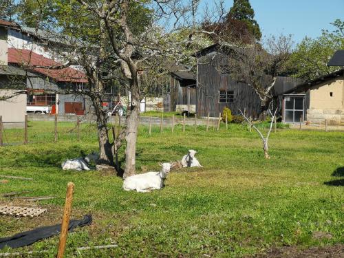 three sheep laying in the grass next to a tree at 白神山地の麓でヤギのいるゲストハウス　あわじ商店 in Fujisato