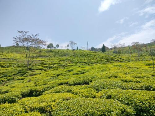 a green field with yellow flowers on a hill at Mukhia's HomeStay Amayras in Darjeeling