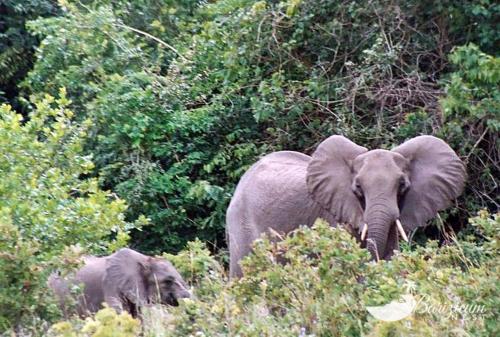 a couple of elephants standing in the grass at Barizieum Nest 1BR, Diani in Kwale