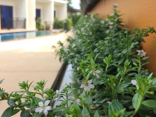 a plant with white flowers next to a pool at The Green Hotel in Ko Lipe