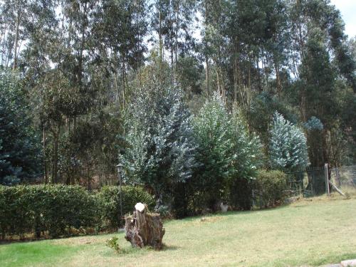 a tree stump with a hat on it in a yard at San Mateo Hotel Campestre in Nobsa