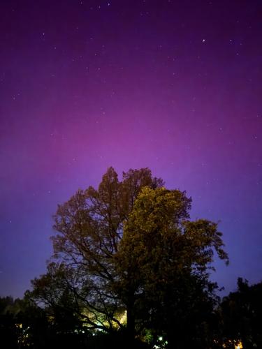 a tree under a night sky with stars at Przygórze - dom w Górach Sowich in Przygórze