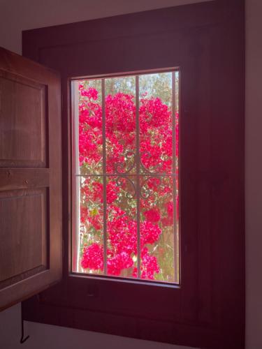 a window view of a bush of pink flowers at Casa con piscina en San José Sotillo in San José