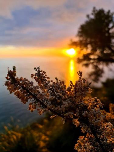 a branch of a tree with the sunset in the background at Il sogno del capitano in Pieve Ligure