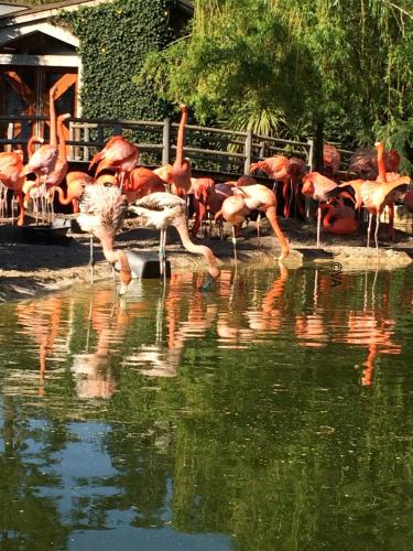 a group of flamingos standing in the water at Ecolodge 2Ch - Air conditioning - Wifi - Swimming pool and Jacuzzi open all year in Les Mathes