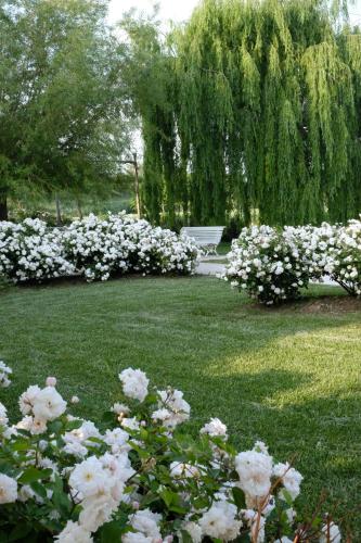 Un mucchio di rose bianche in un parco con una panchina di Tenuta Agriturismo La Borina a San Bonifacio