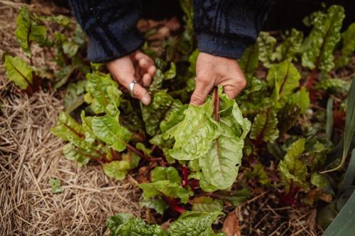 a person holding a bunch of green lettuce at Locanda Solagna in Quero