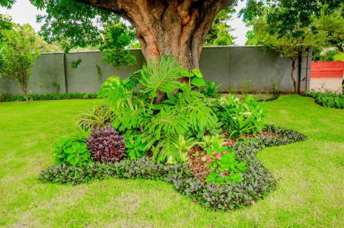 a garden with plants and a tree in the grass at The47 Cozy Cottage in Lilongwe