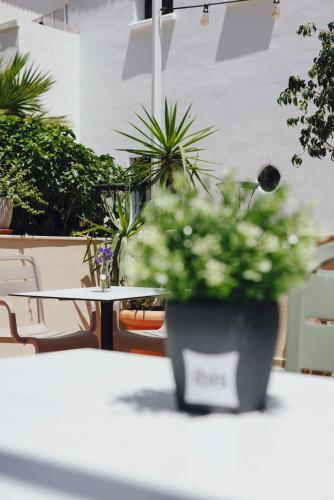 a potted plant sitting on top of a table at Ibis Sevilla in Seville