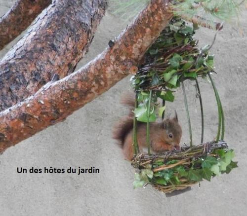 a small squirrel in a bird feeder on a tree at Tente confortable dans un joli jardin en ville in Sète