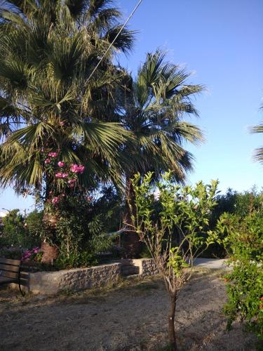 a palm tree and a palm tree with pink flowers at Violetta Hotel in Amoudara Herakliou