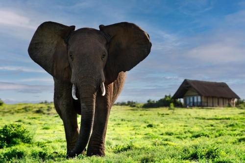 un elefante parado en un campo con una casa en el fondo en Gorah Elephant Camp, en Addo